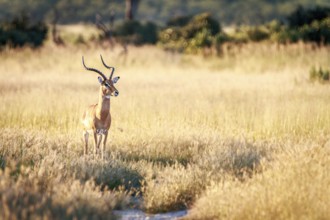 An Impala starring at the camera in the Chobe National Park, Botswana, Africa