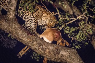 A female Leopard with a kill in the Sabi Sand Game Reserve, South Africa, Africa