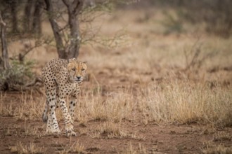 A Cheetah walking towards the camera in the Kruger National Park, South Africa, Africa