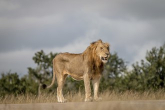 A Lion standing on the road in the Sabi Sand Game Reserve, South Africa, Africa