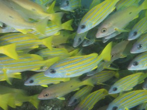Blue-striped snapper (Lutjanus kasmira)