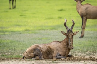 Red hartebeest taking a mud bath in the Kalagadi Transfrontier Park, South Africa, Africa