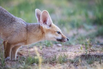 Side profile of a Cape fox in the Kgalagadi Transfrontier Park, South Africa, Africa