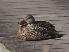 Mallard (Anas platyrhynchos)