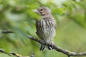Common linnet (Carduelis cannabina)