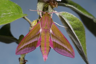 Elephant hawk-moth (Deilephila elpenor)