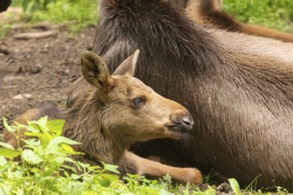 Moose (Alces alces)