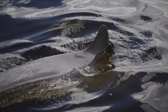 Bottlenose dolphin (Tursiops truncatus)
