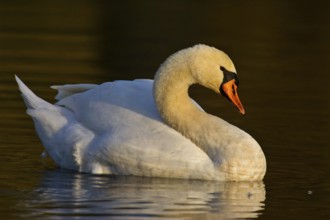 Swan (Cygnus olor)