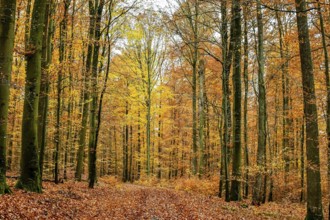 Autumn forest