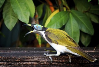 Blue-eared Honeyeater (Entomyzon cyanotis)
