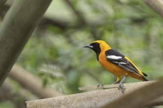Masked Oriole (Icterus cucullatus)