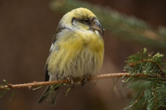 Crossbill (Loxia leucoptera)