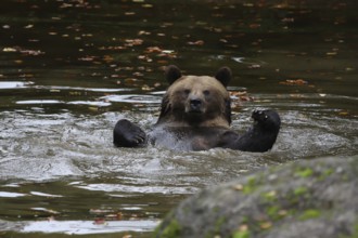 Brown bear (Ursus arctos)