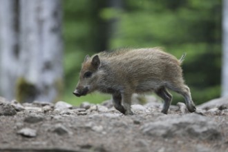Wild boar (Sus scrofa)