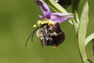 Bumblebee orchid with pollinator (Ophrys holoserica)
