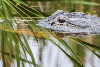 Crocodile in the swamp (Crocodylia)