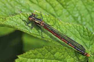 Large red damselfly, female (Pyrrhosoma nymphula)