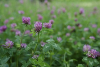 Meadow clover (Trifolium pratense), clover, meadow, flowering meadow, clover grass, green manure,