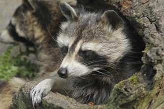 Raccoon (Procyon lotor)