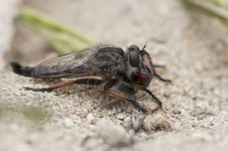 Robber fly