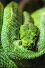 Green tree python (Morelia viridis) close-up. Portrait art