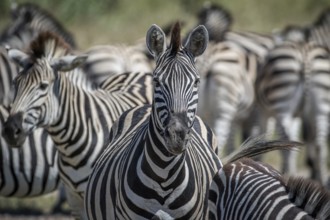 Zebra starring at the camera in the Chobe National Park, Botswana, Africa