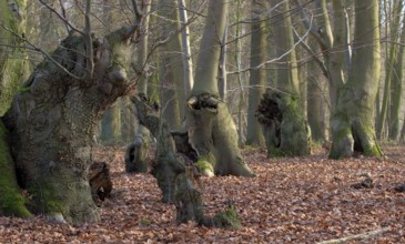 Beech forest in autumn (Fagus sylvatica)