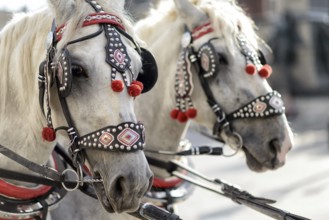 Horses with a carriage on the main square of Krakow in Poland
