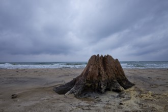 Wild and romantic Darßer Weststrand, Darß, Western Pomerania Lagoon National Park, Germany, Europe