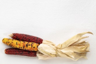 Decorative corn on white art canvas with a copy space