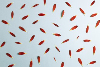 Red gerbera daisy flower petals on blue background. top view
