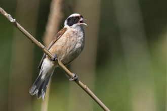 Penduline Tit, (Remiz pendulinus), Rémiz penduline, animals, birds, tits, family of Penduline Tits,