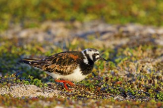 Turnstone, (Arenaria interpres), animals, birds, snipe family, biotope, habitat, foraging,