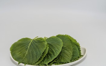Green sesame leaves neatly arranged on a plate with a fresh, minimalistic appearance