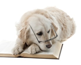 Golden retriever puppy isolated on white background and reading book