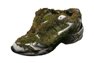 Old trainers covered with moss on a white background