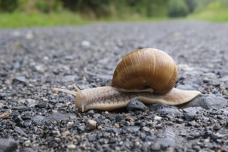 Snail on the black sand