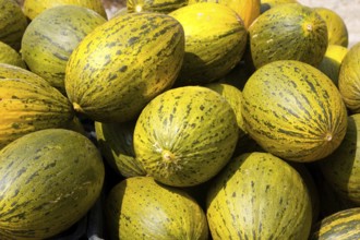 Crhistmas melon or Santa Claus Piel de Sapo fruit