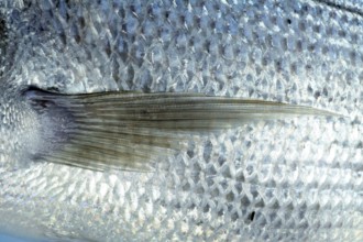 Denton, Mediterranean sparus fish, family of gilthead and snapper