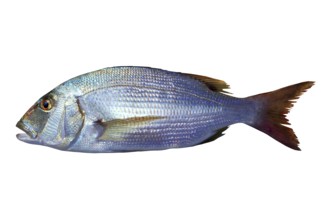 Dentex vulgaris toothed sparus snapper fish isolated on white