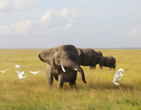 Elephants in Amboseli National Park, Kenya, Africa