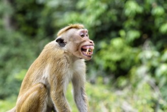 Ceylon hat monkey