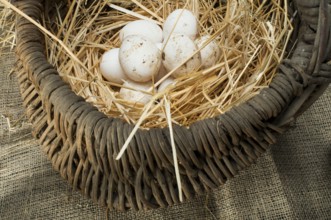 Organic white eggs from domestic farm. Eggs in vintage basket