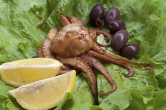 Portion octopus on green lettuce