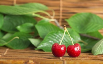 Two Cherries close up. Branch with leaves. Studio shot