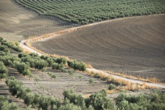 Olive trees and dirt road in olive plantation