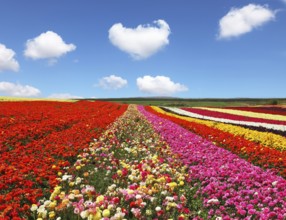 Blooming red and yellow buttercups in spring. Kibbutz huge flower fields