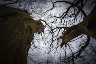 View from below into branched treetops against a grey sky, gloomy winter atmosphere, Barneführer