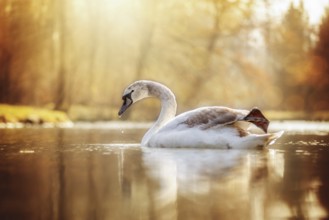 Young swan photographed against the light
